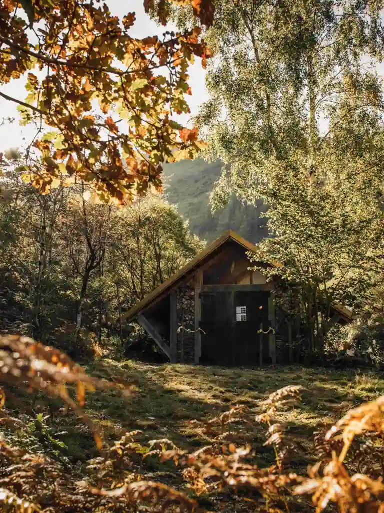 A small wooden cabin surrounded by woodland