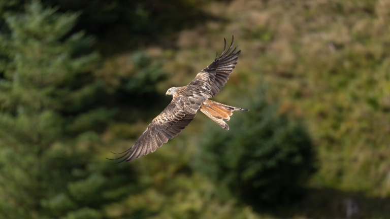 Red Kite tète de masquer, Bwlch Nant yr Arian