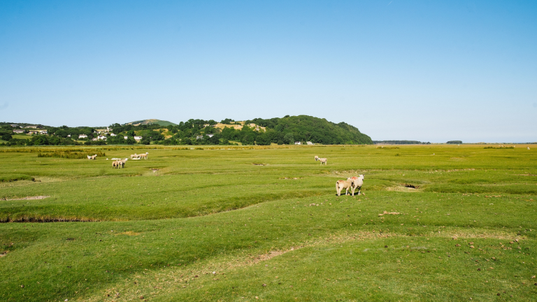 Ovejas pastando en las marismas de Weobley Castle Farm, Gower.