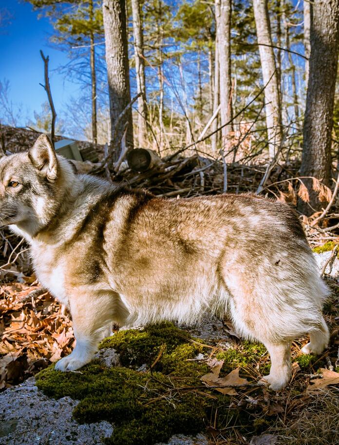 A Swedish Vallhund standing in a forest