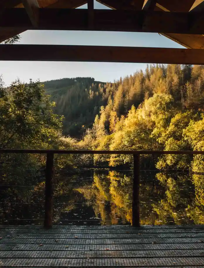 Vista desde la cabaña hacia el bosque circundante.