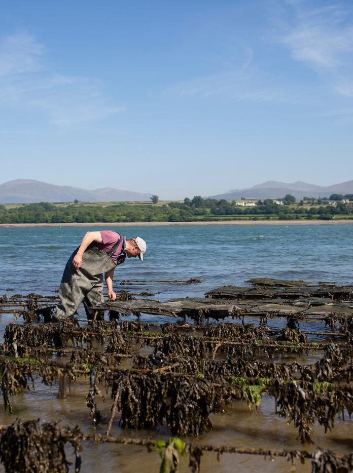 Shaun Krijnen de Menai Oysters inspecte ses parcs à huîtres.
