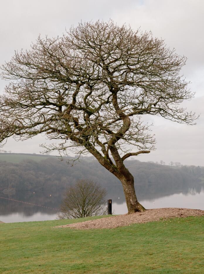 Tree pictured in front of Llys y Fran lake.