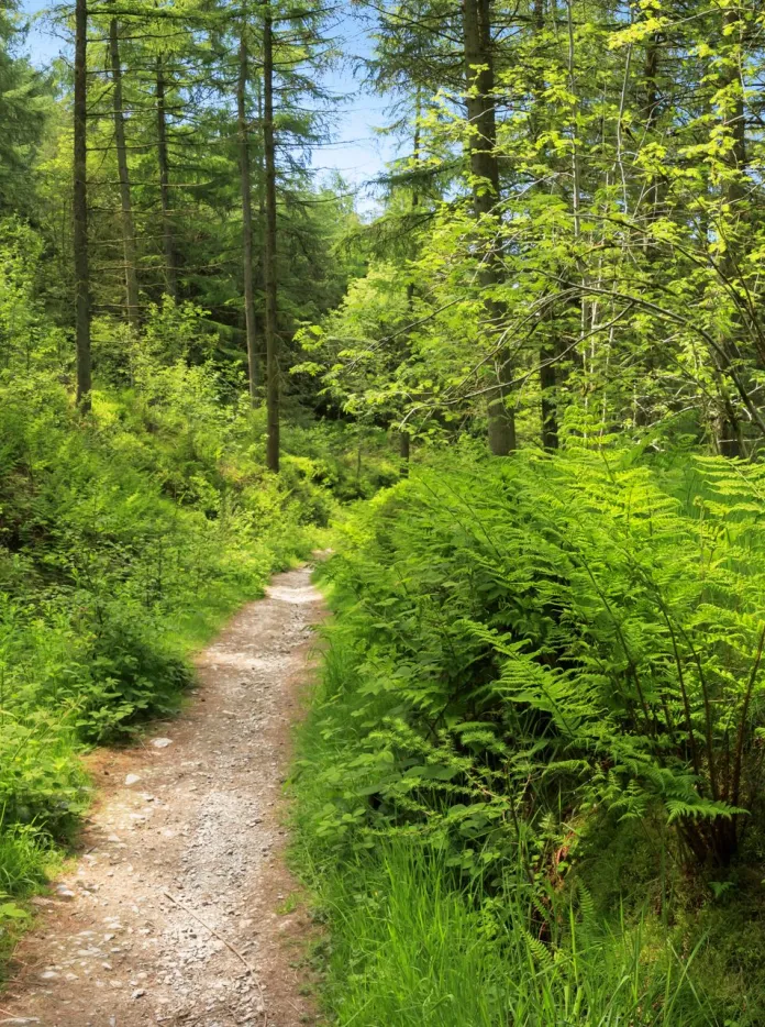 Un sentier passant entre des fougères vertes luxuriantes et des arbres dans une forêt galloise, par une journée claire sous un ciel bleu.