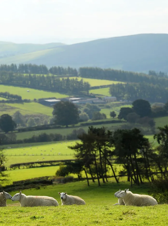 Sheep resting in a green field overlooking rolling hills, farmland and woodland in Mid Wales. 