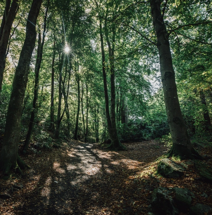 Photo en contre-plongée, avec un ciel bleu derrière de nombreuses branches d’arbre dans une forêt