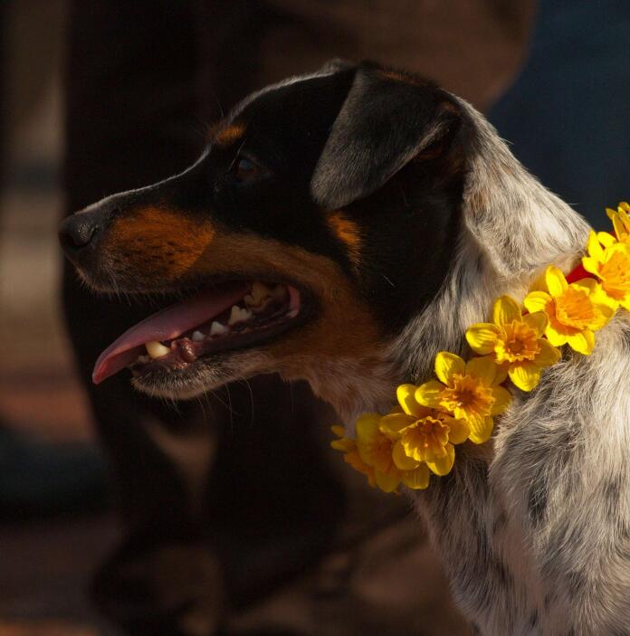 A small dog with a collar covered in daffodils