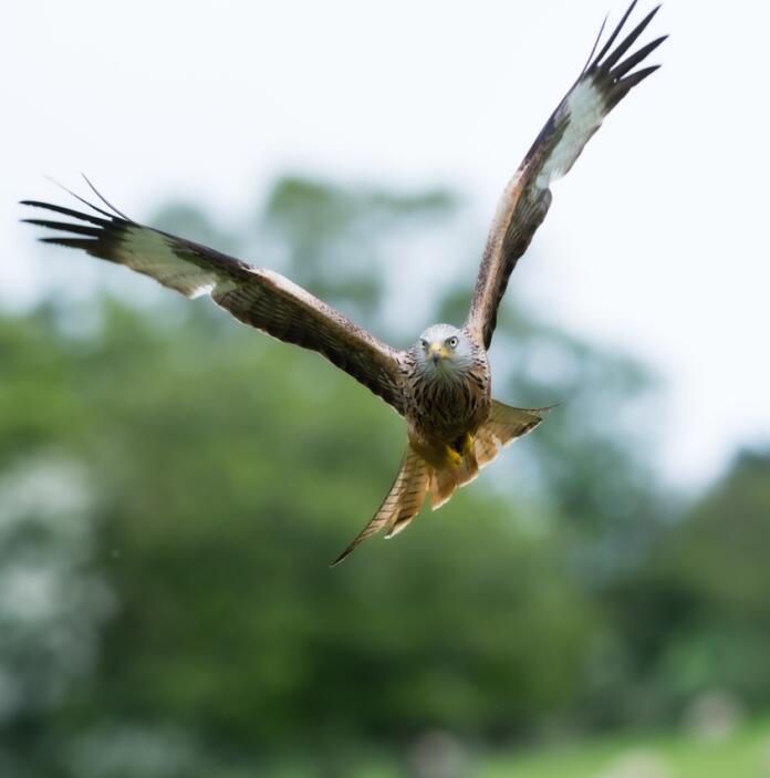 A large bird of prey flying in the air