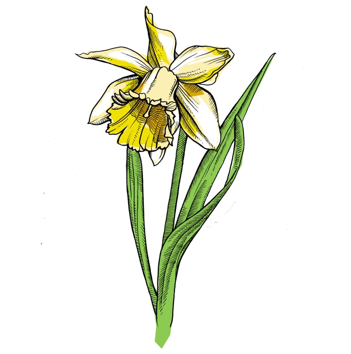 Un narciso