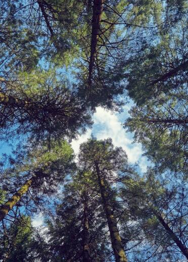 Blick durch die Baumkronen eines Waldes nach oben