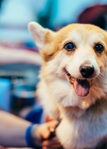 A Corgi dog smiling at the camera
