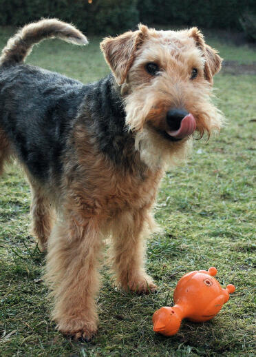 A black and brown Welsh Terrier standing in a field and licking his lips.