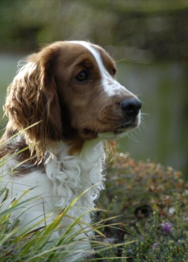 A brown and white spaniel sat amongst the grass and bushes.