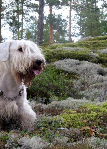 Ein Sealyham-Terrier, der in einem Wald liegt.