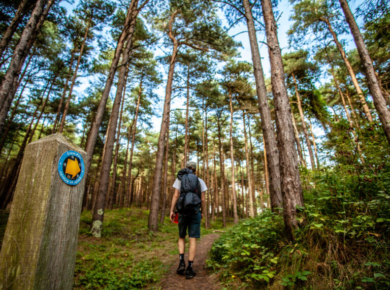 A man walking up a path through the forest.