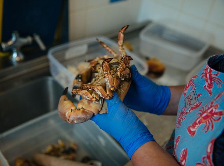 Frauenhand, die eine Krabbe hält