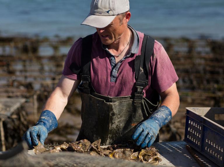 Shaun Krijnen sifting through oysters