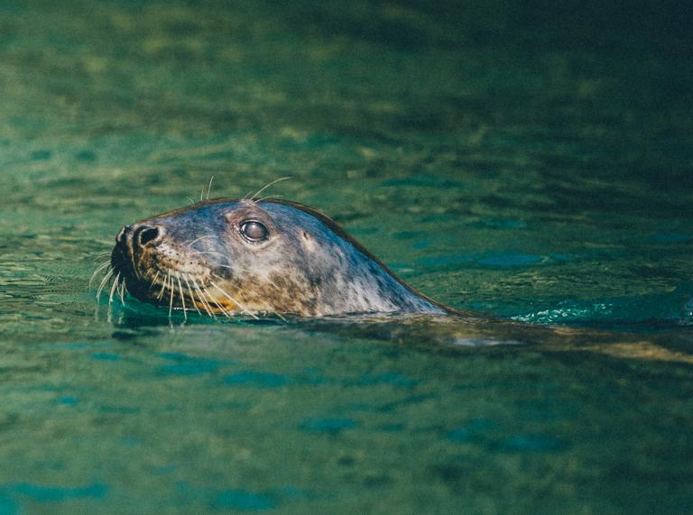  Atlantic Grey Seal, Ramsey Island Bootsfahrt