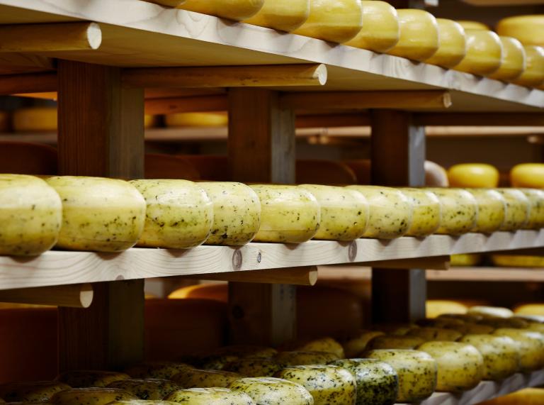 Cheeses maturing on shelves in a warehouse