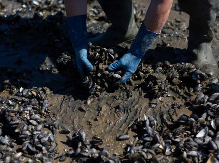 Pair of hands in blue gloves picking mussels from mud.