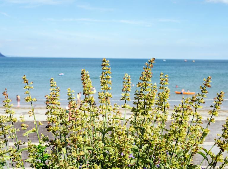 Die Aussicht vom Restaurant Beach House: eine Pflanze und das Meer im Hintergrund.