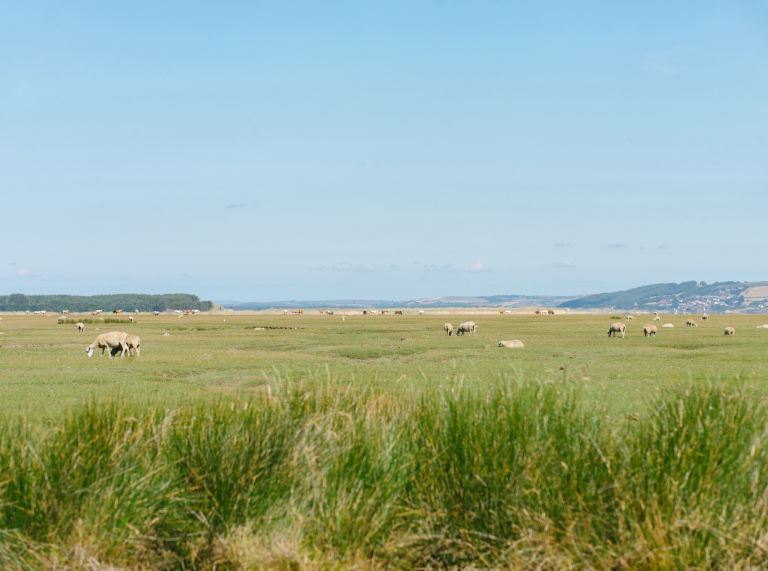 Ovejas pastando en las marismas de Gower.