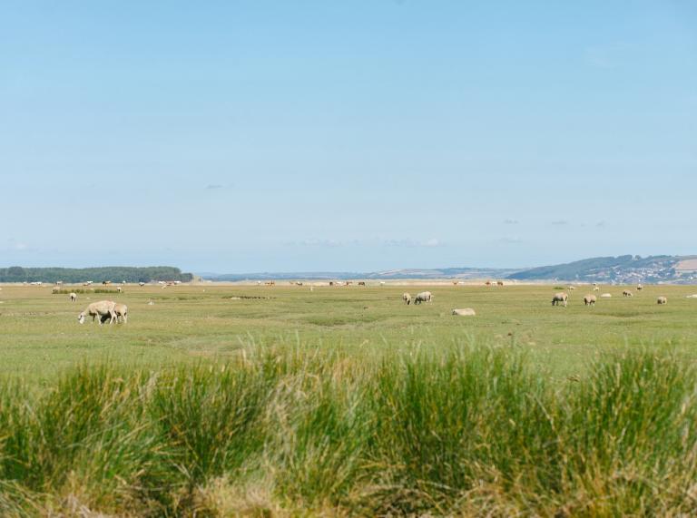 Schafe weiden auf den Salzwiesen der Gower.