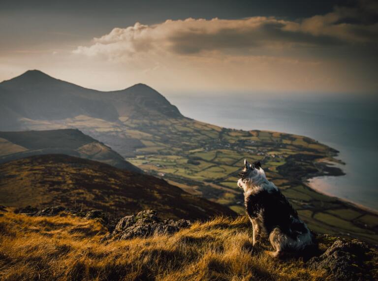 A dog sitting down at the top of a hill, looking over a mountainous scene