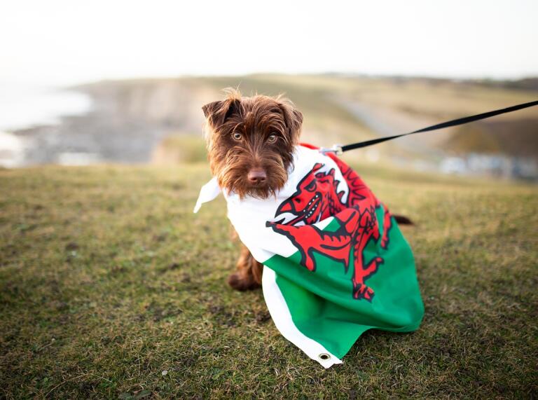 Ein Hund, der eine walisische Flagge trägt.