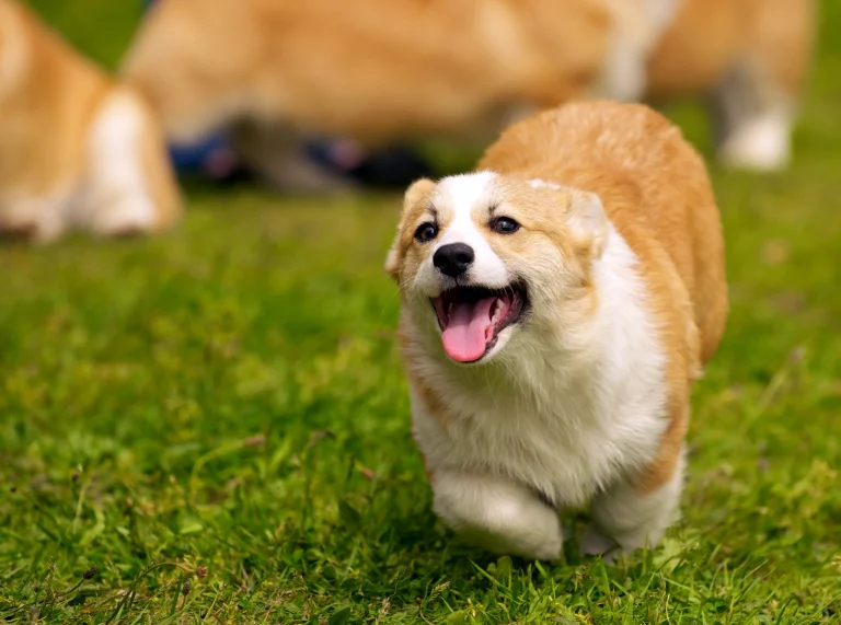 草の上を走るコーギー