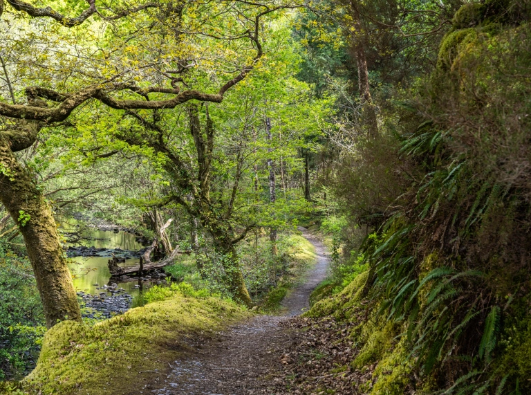 Ein Fußweg entlang einer Waldschlucht, mit Farnen, die an einer Felswand auf einer Seite wachsen.
