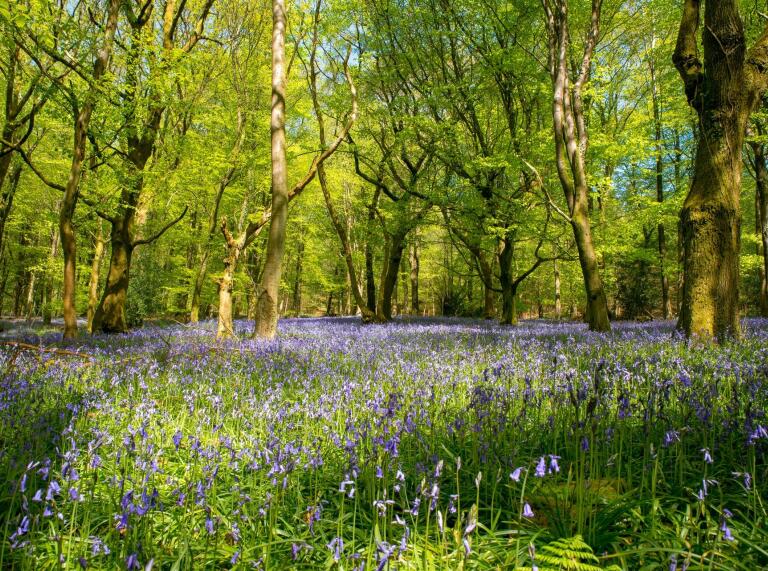 A lush green forest with a carpet of bluebells