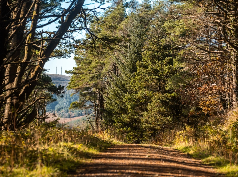 Un sentier traversant une forêt.