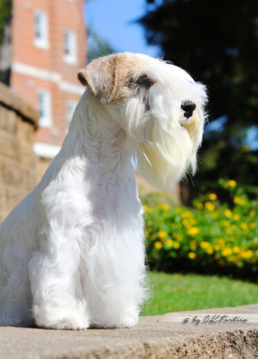 A white Sealyham Terrier