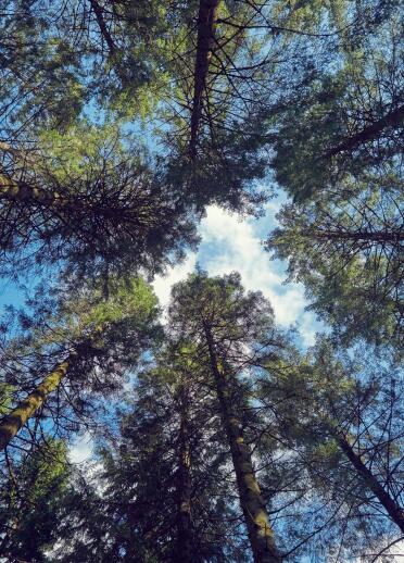 A view looking up at tall trees against the sky.