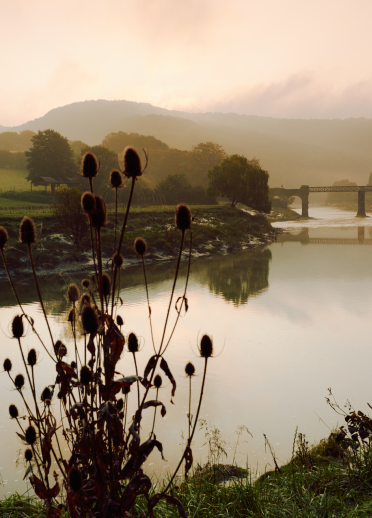 A landscape image of plants in the foreground and a bridge over the River Wye in the background