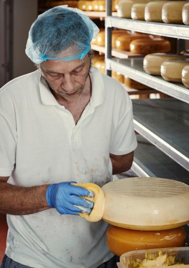 A warehouse worker wearing scrubs preparing a large cheese wheel
