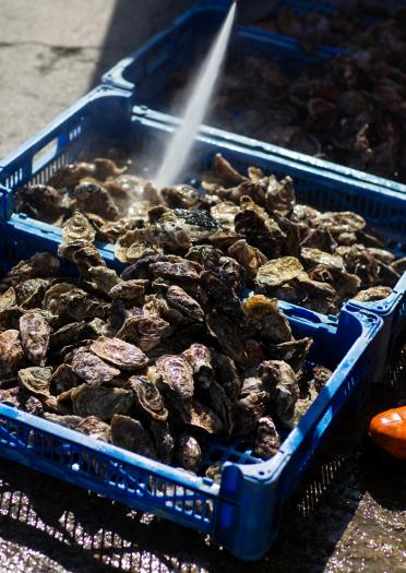 Oysters in a blue crate being hosed with water.