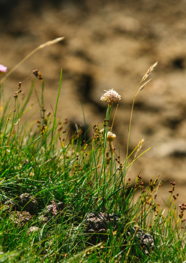 Primer plano de plantas en marismas de Gower.