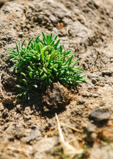 Primer plano de una planta en marismas de Gower.