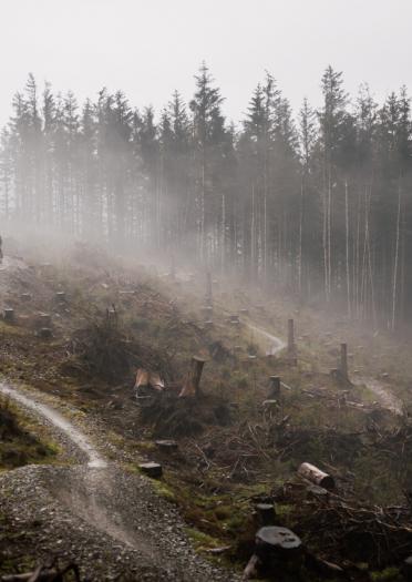 Außenaufnahme einer dramatischen Mountainbike-Strecke vor einem bewaldeten Hintergrund