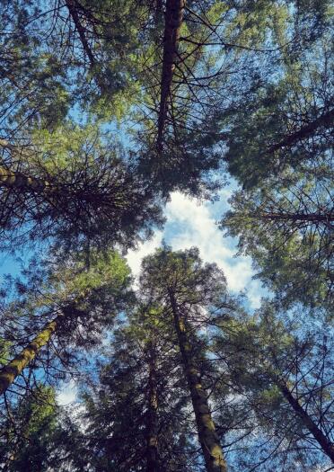 View up through the tops of trees from within a forest