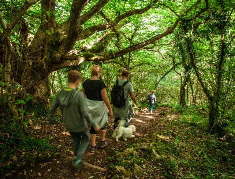 Three people and a dog walking through a forest