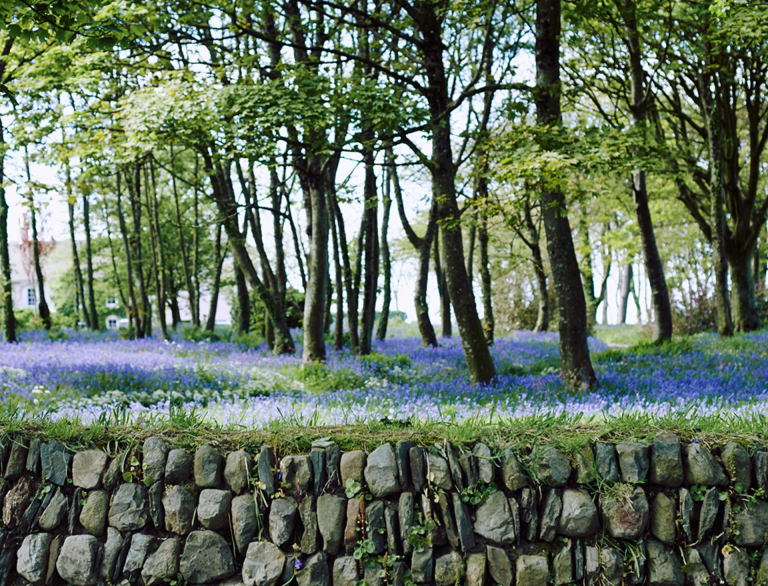 Jacinthes des bois en bois près de Melin Tregwynt