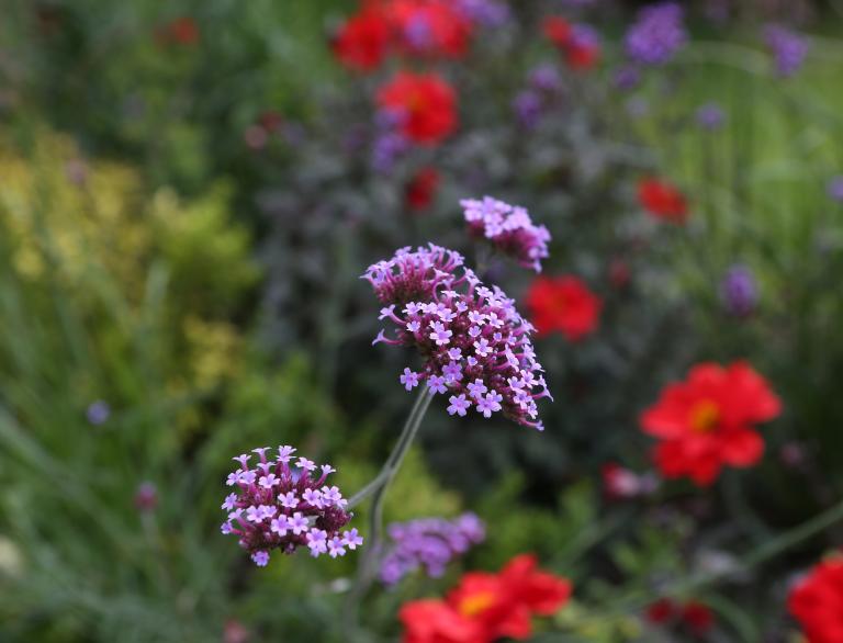 Flowers at Bodnant Garden