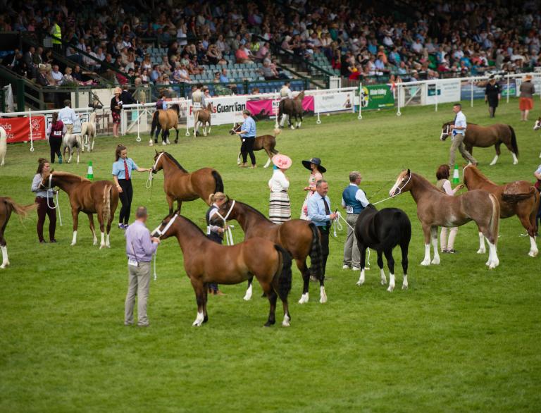 Foreground people holding onto Welsh cobs (horses) at showground, with people sat watching in the background