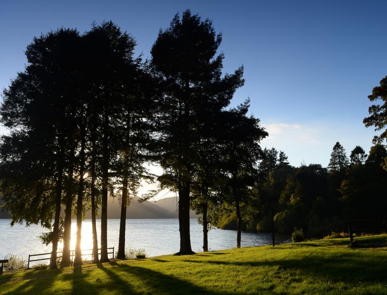 Trees and lake Lake Vyrnwy, Mid Wales