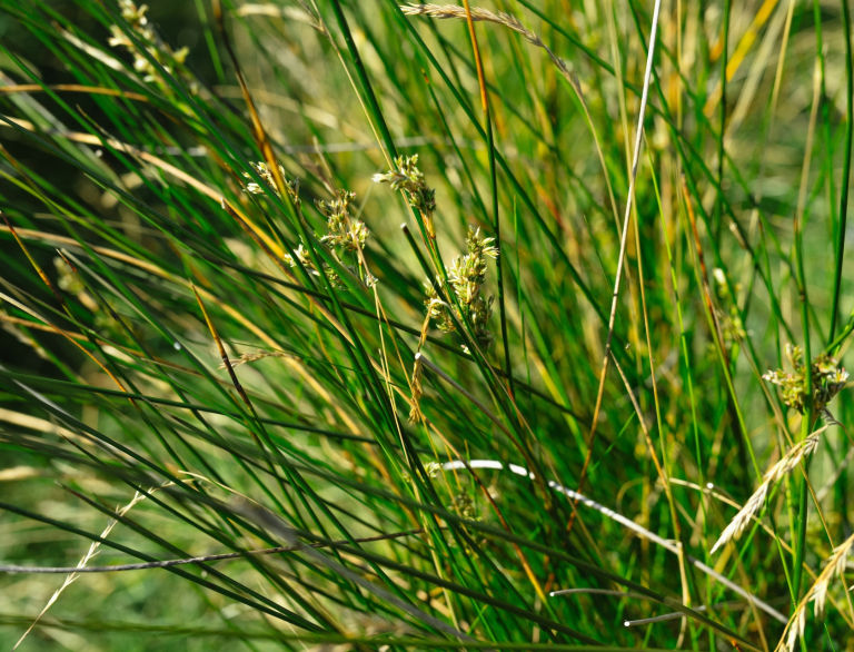 Primer plano de pastos en las marismas de Gower.