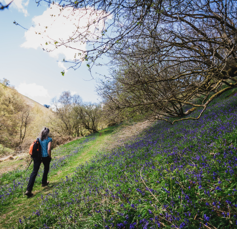 A person walking across a field past bluebells.