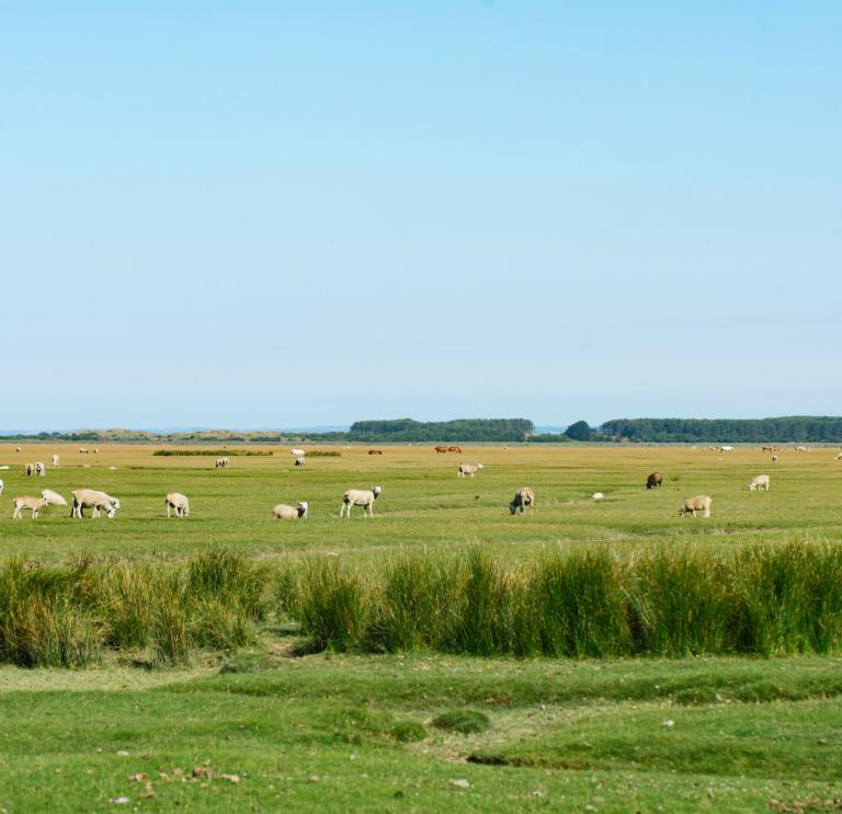 Des moutons paissent dans les prés salés de Weobley Castle Farm sur la péninsule du Gower.